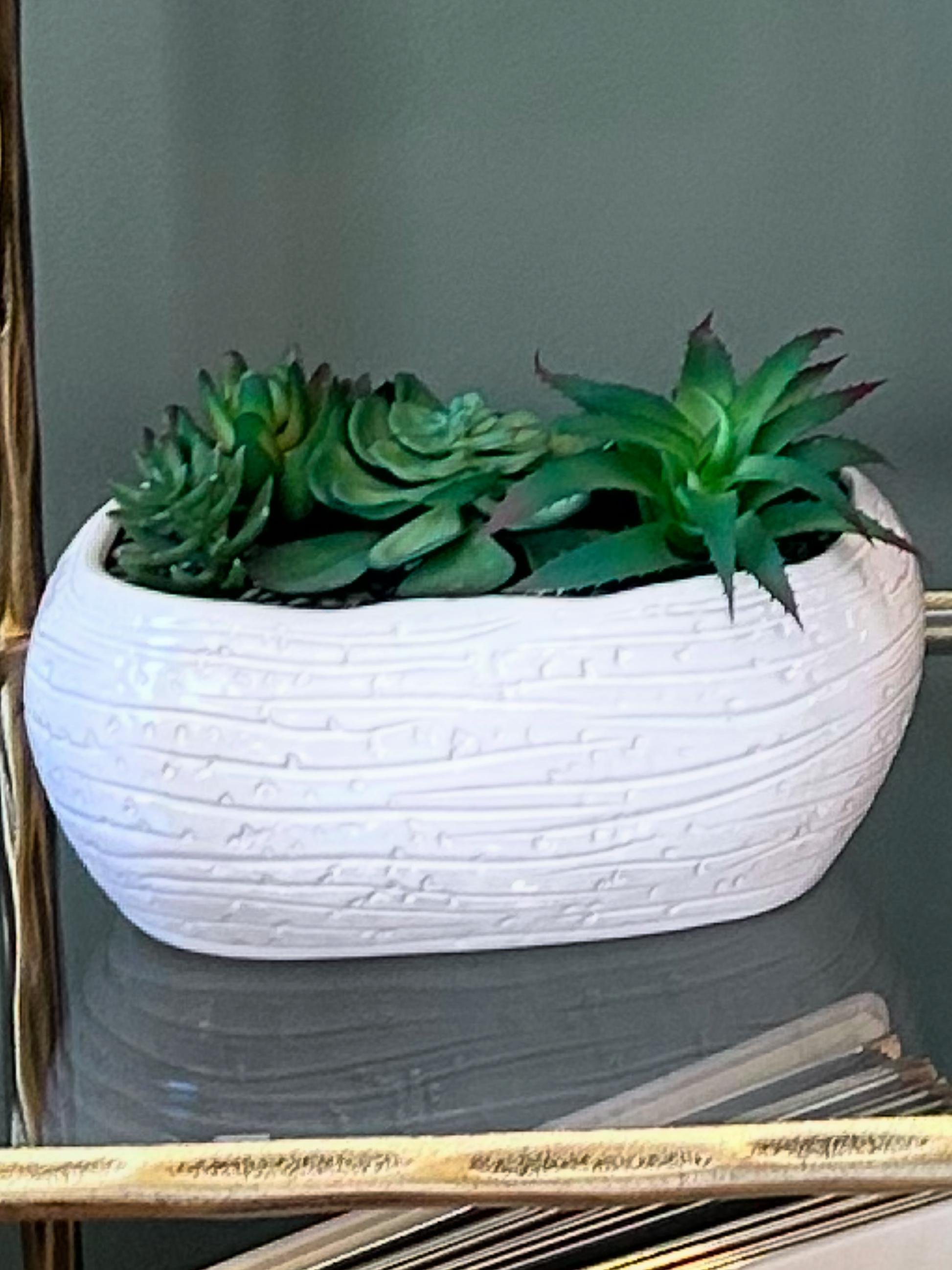 Succulent in off white ceramic vase