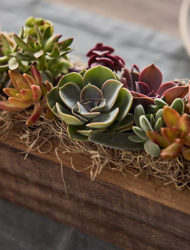 Succulent Centerpiece Creation