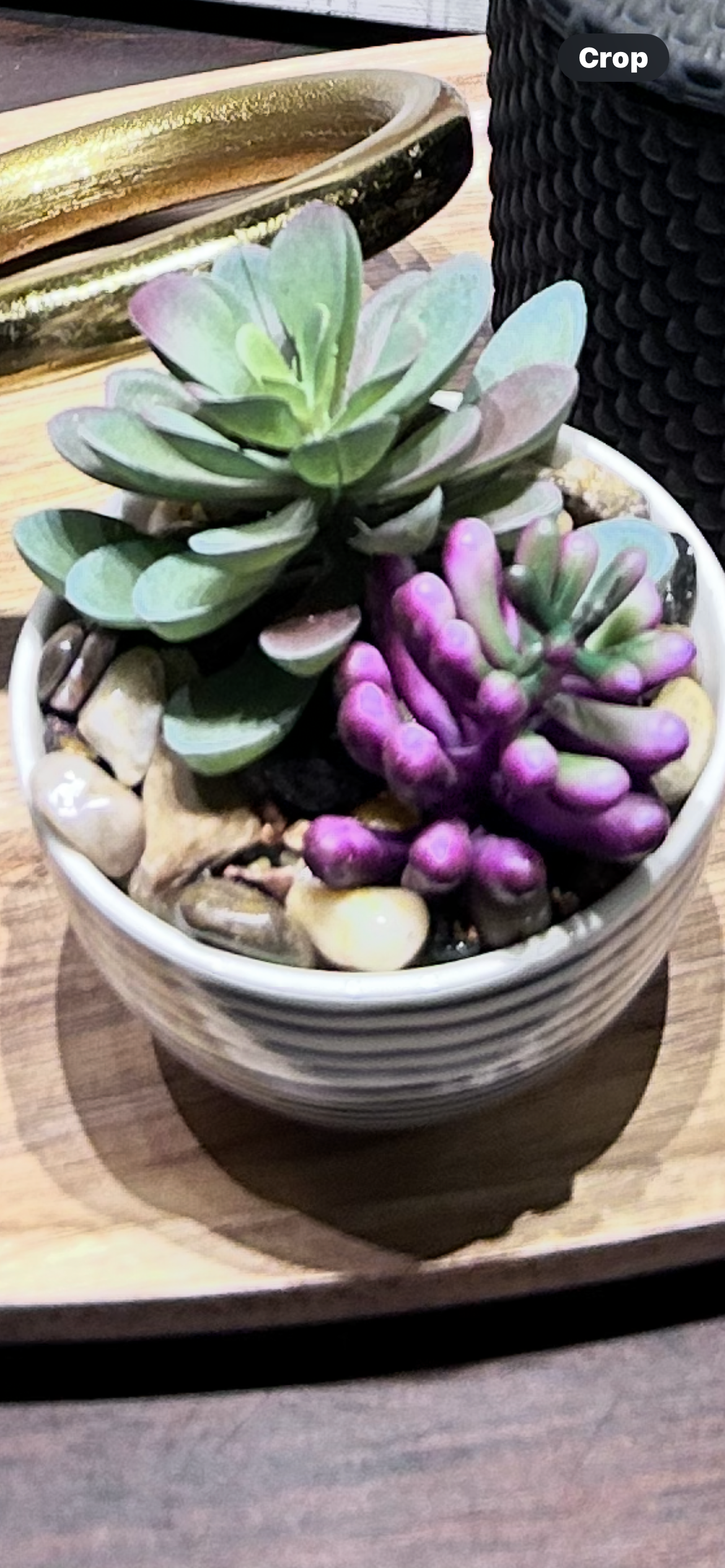 Succulent black and white