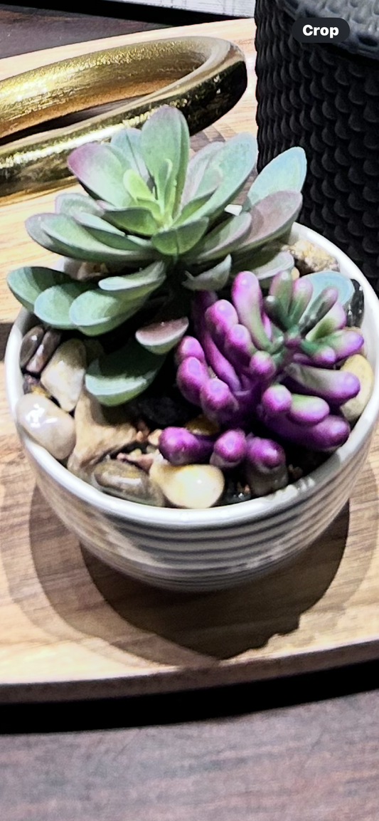 Succulent black and white